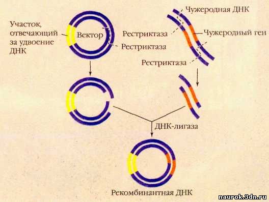 Рекомбинация днк схема